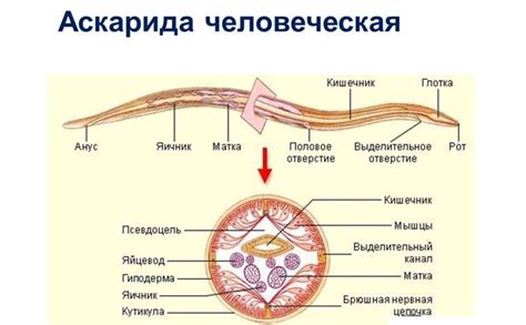 Особенности заражения аскаридами у детей