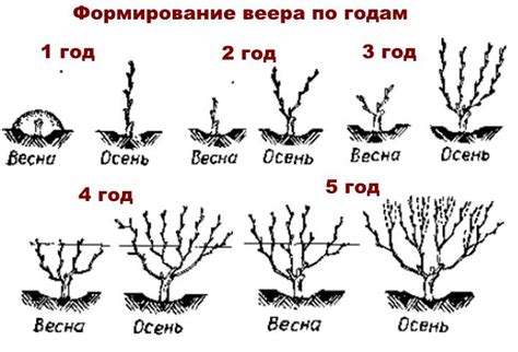 Особенности и правила обрезки кластеров винограда