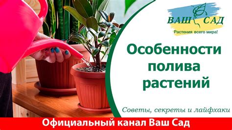 Особенности полива в период пониженной активности растения