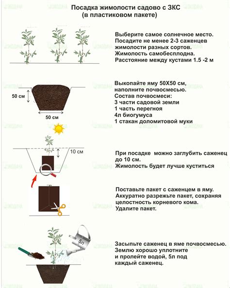 Особенности посадки хмеля и ухода за ним