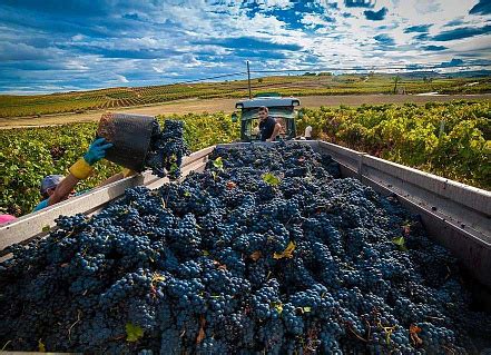 Особенности сбора и хранения урожая винограда в сибирском регионе