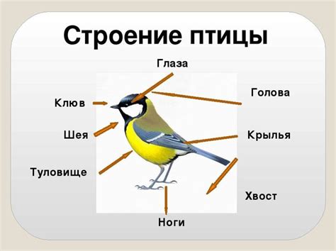 Особенности строения и функционирования птицы-аналога в воздухе