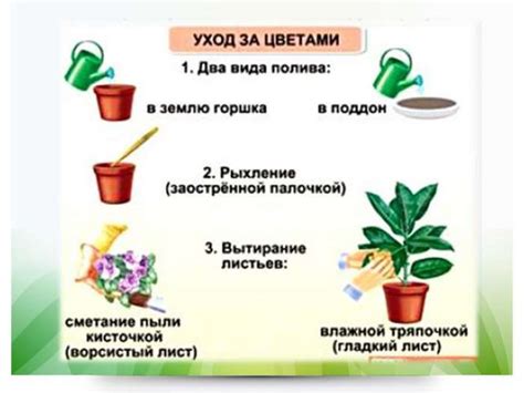 Особенности ухода за пересаженными растениями