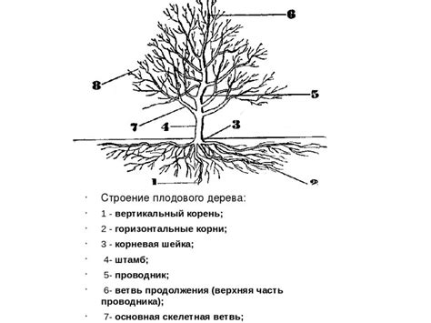 Особое значение присутствия этого плодового кустарника