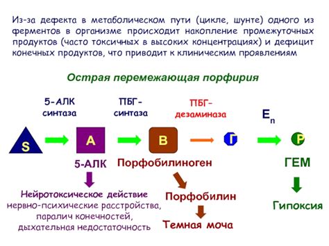 Открытие и распространение мутаций в метаболическом пути фолатного обмена