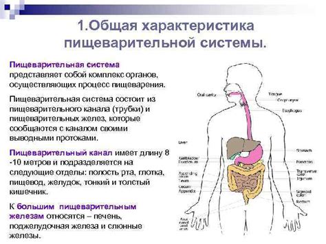 Отрицательное воздействие на работу пищеварительной системы и общее состояние организма