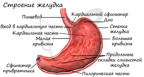 Отсутствие перистальтики желудка