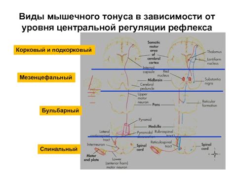 Оценка уровня мышечного тонуса: важность и критерии