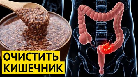 Очищение от панциря и удаление кишечника: секреты процесса