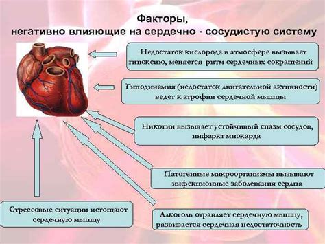 Патологии, затрагивающие сердечно-сосудистую систему: ослабление и нарушение ее функций