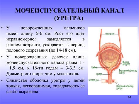 Патологии уретры, мочевого пузыря и почек