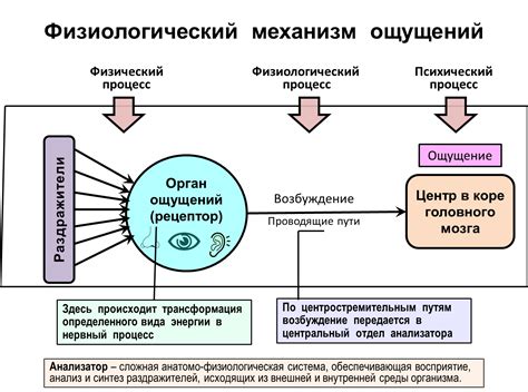 Первопричина ощущения присутствия в зрительном органе: причины и толкование их проявления