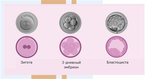 Первые шаги после переноса эмбрионов