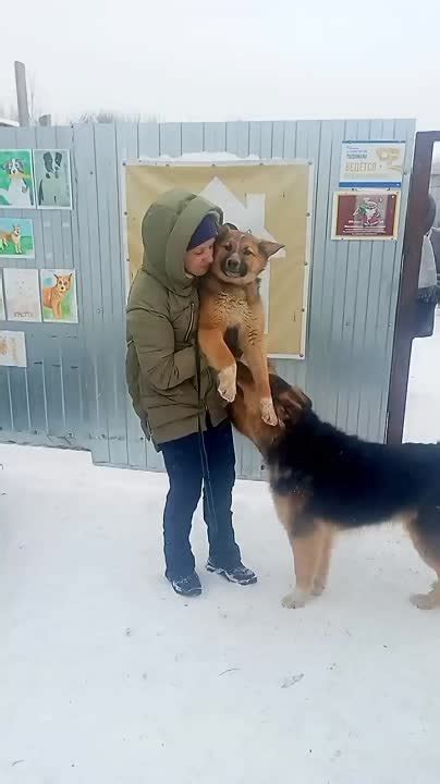 Переживания и жизнь собаки в приюте до встречи с новыми хозяевами