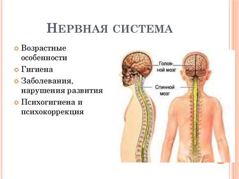 Питание и нервная система: важные связи