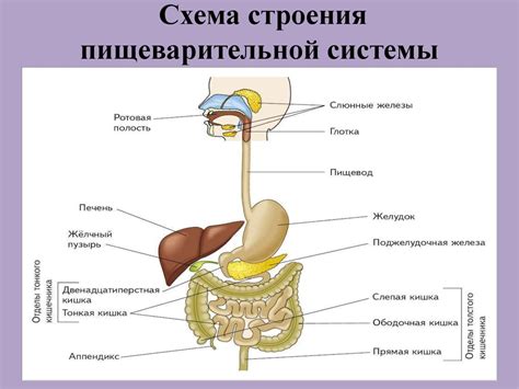 Пищеварительная система: фильтр для иммунитета