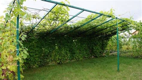 Планировка и конструкция навесной системы для выращивания винограда из натурального материала