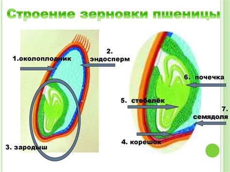 Поверхностная структура плода