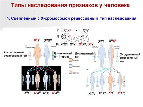 Повторение генетики и передачи наследственности