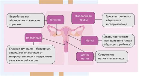 Повышенная активность органов репродуктивной системы