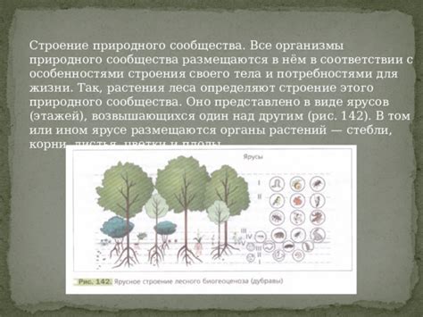 Подбор пропорций золы в соответствии с потребностями различных видов растений