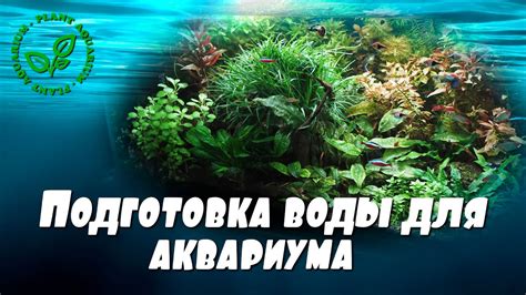 Подготовка аквариума: Советы по очистке и подготовке перед внесением изменений