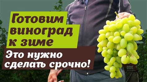 Подготовка виноградных лоз к весеннему сезону в суровом сибирском климате