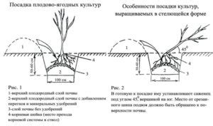 Подготовка грунта и выбор места посадки хризантемы перед зимним периодом