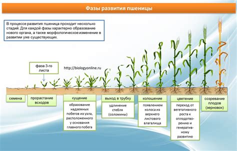 Подготовка и выбор пшеницы: ключевые этапы процесса