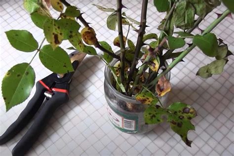 Подготовка и выбор черенков для успешного размножения роз