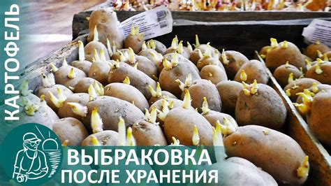 Подготовка картофеля для шипсов в стиле кабардинской кухни