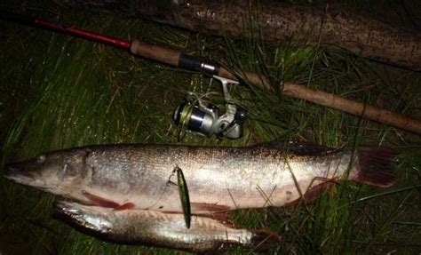 Подготовка к ночной рыбалке: перечень неотъемлемых предметов
