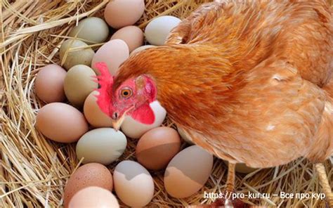 Подготовка яйца приготовления несушки: