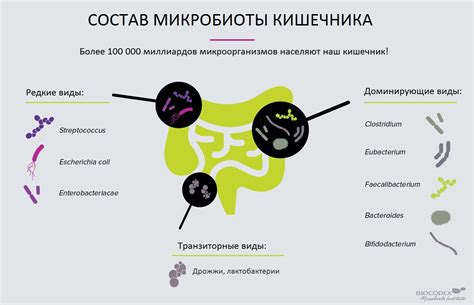 Поддержка баланса микроорганизмов в кишечнике