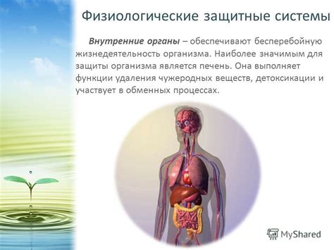 Поддержка биологической защиты организма