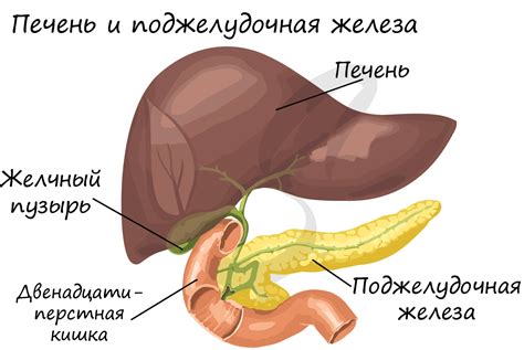 Поджелудочная железа: работа и значение в течение пищеварительного процесса