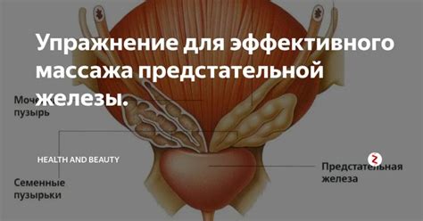 Полезность и действенность устройства для массажа предстательной железы