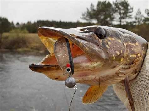 Полезные советы для успешной зимней ловли щуки на водоеме