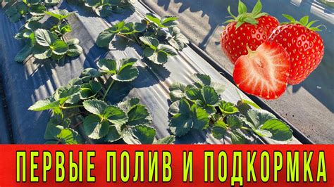 Полив и подкормка ежевичных кустов весной