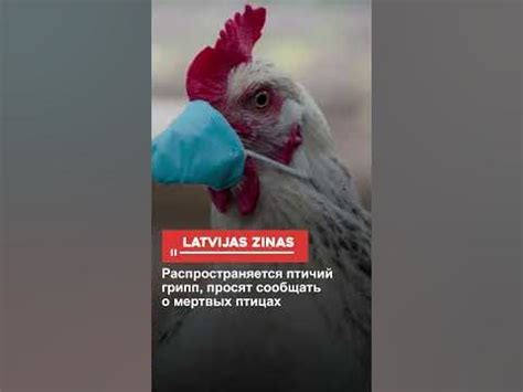 Половые различия в верованиях о мертвых птицах: что они символизируют и как воспринимаются