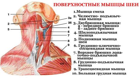 Польза увеличения окружности шеи и её полезность