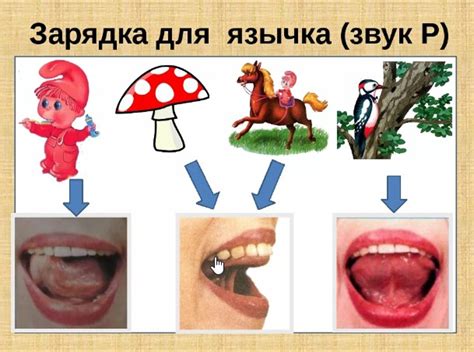 Понимание артикуляционных особенностей звука "р"