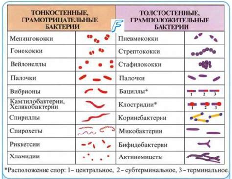 Понимание неправильного баланса микроорганизмов во влагалищной микрофлоре