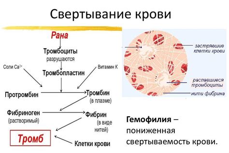 Понимание основных механизмов свертываемости крови у маленьких пациентов