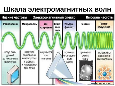 Понятие гомеостазиса и его влияние на функционирование организма