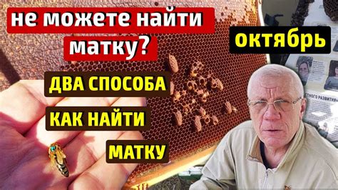 Понять, почему в улье нет матки