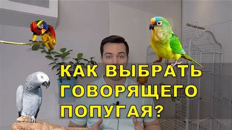 Популярные прозвища, которые часто применяют для быков