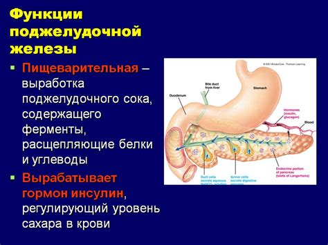 Поразительные функции поджелудочной железы