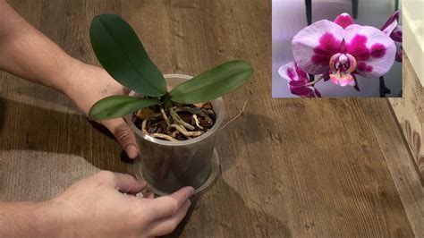 Посадка орхидеи: подготовка и правила