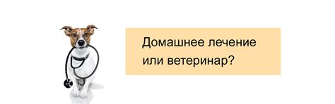 Посещение ветеринара и исключение медицинских причин